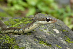 Dendrelaphis tristis