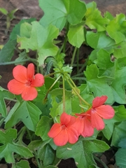 Pelargonium tongaense