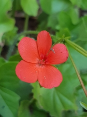 Pelargonium tongaense