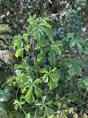 Dioscorea retusa