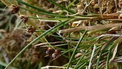 Juncus novae-zelandiae