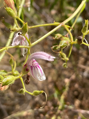 Keckiella breviflora, photograph (c) August T, some rights reserved (CC BY)