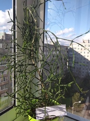 Hatiora salicornoides