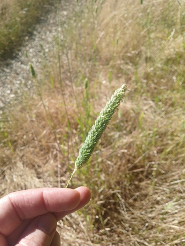 iNaturalist observation photo of harding grass