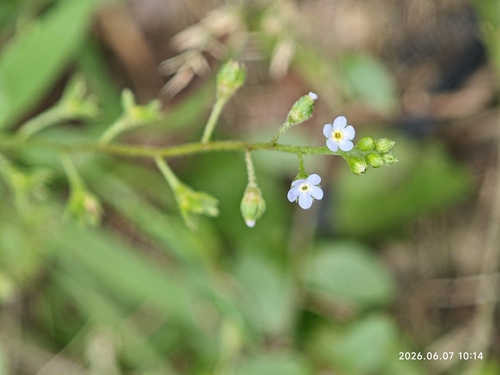 Trigonotis peduncularis, photograph 4