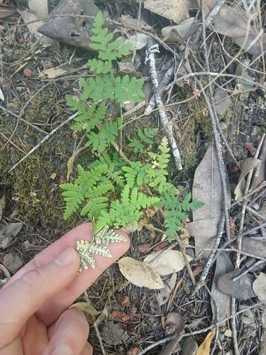 iNaturalist observation photo of goldback fern