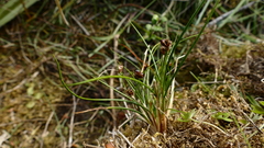 Juncus novae-zelandiae