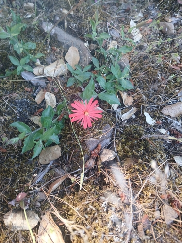 iNaturalist observation photo of cardinal catchfly