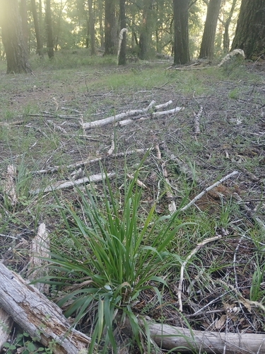 iNaturalist observation photo of California sweet grass