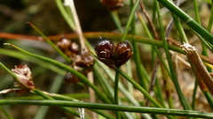 Juncus novae-zelandiae