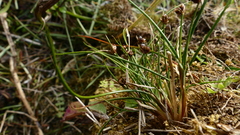Juncus novae-zelandiae