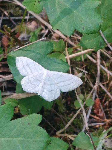 iNaturalist observation photo of Simple Wave
