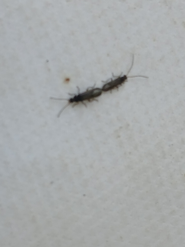 iNaturalist observation photo of Winged and Once-winged Insects