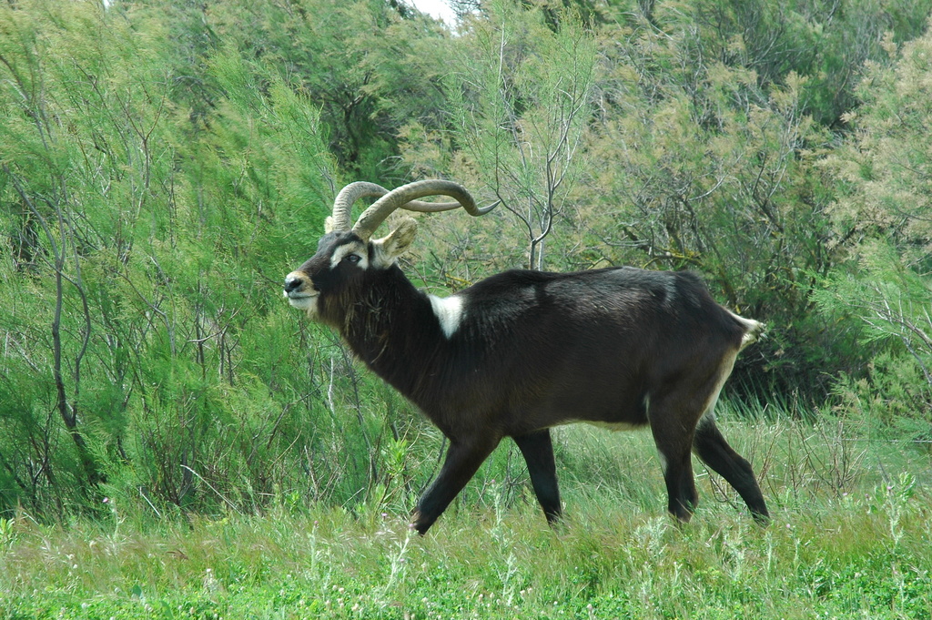 Nile Lechwe