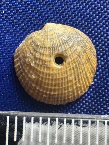 Lucinisca nassula observed 2026-06-03