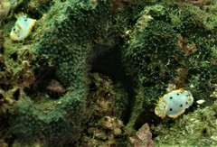 Chromodoris orientalis