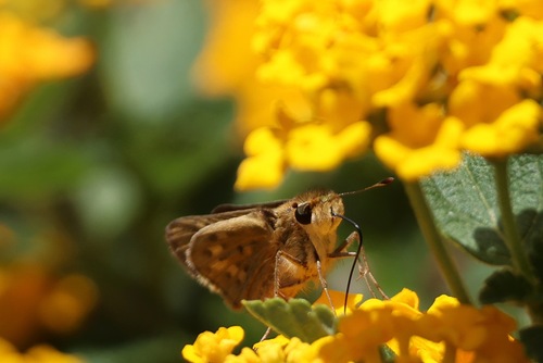 Fiery Skipper