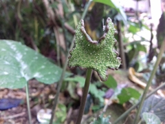 Dorstenia