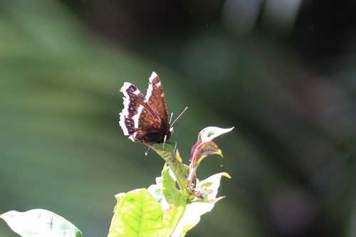 Mourning Cloak