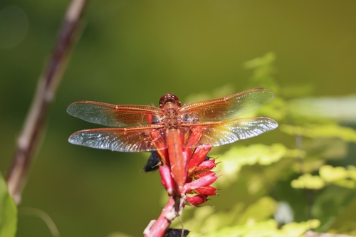 Flame Skimmer