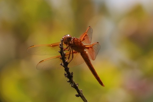 Flame Skimmer