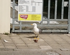 Larus michahellis