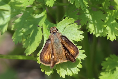 Umber Skipper