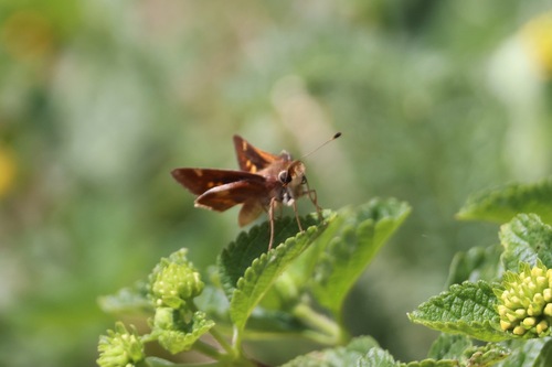 Umber Skipper