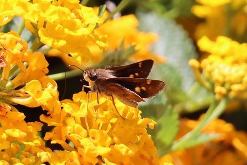 Umber Skipper