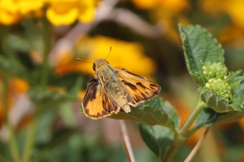 Fiery Skipper