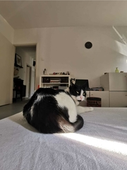Felis catus