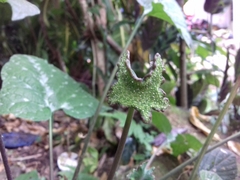 Dorstenia