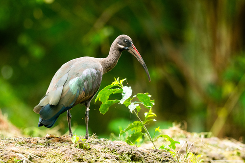 iNaturalist image