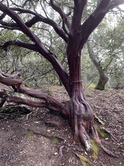 Arctostaphylos pallida