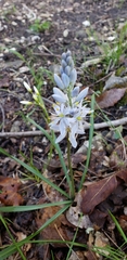 Camassia scilloides