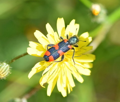 Trichodes punctatus