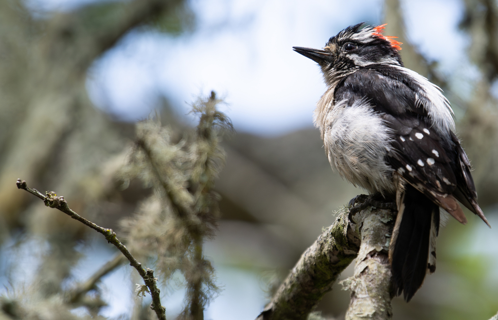 Downy Woodpecker (Willow)