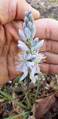 Camassia scilloides