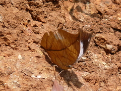 Kallima horsfieldii