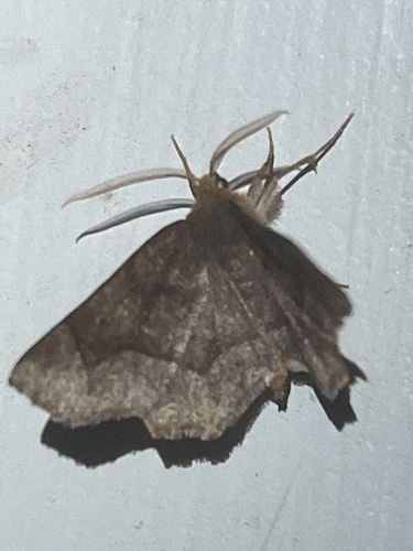 Common Metarranthis Moth photo 5