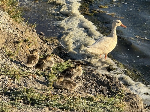 iNaturalist: (c) 宸梁, some rights reserved (CC BY-NC), uploaded by 宸梁 iNaturalist image