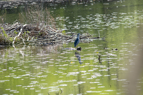 iNaturalist image