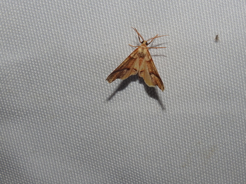 Hollow-spotted Plagodis Moth photo 6