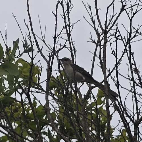 Northern Mockingbird