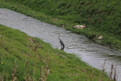Ardea cinerea