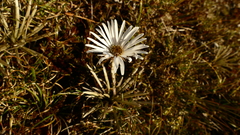 Celmisia polyvena