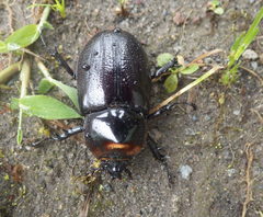 Heterogomphus schoenherri
