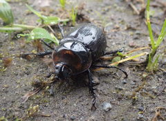 Heterogomphus schoenherri