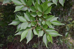Celtis biondii