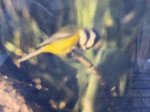 Eastern Shriketit